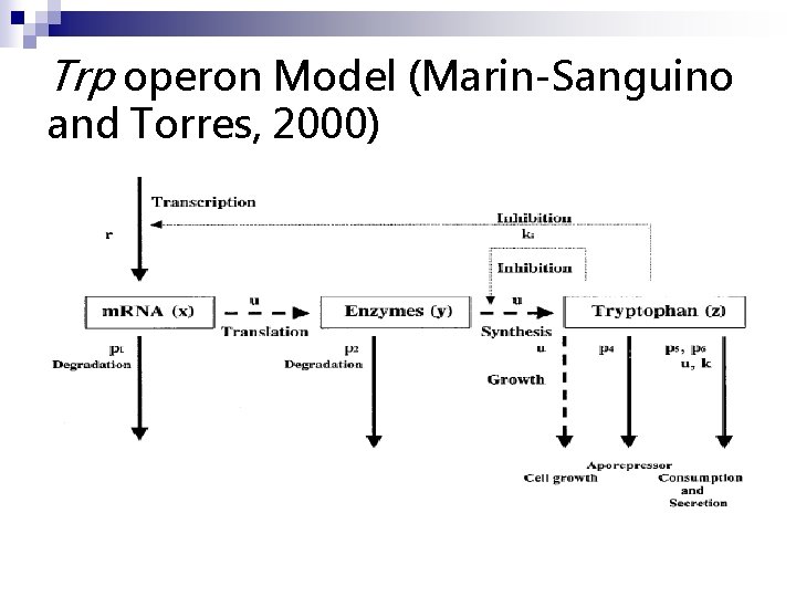 Trp operon Model (Marin-Sanguino and Torres, 2000) 