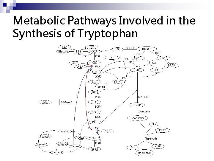 Metabolic Pathways Involved in the Synthesis of Tryptophan 