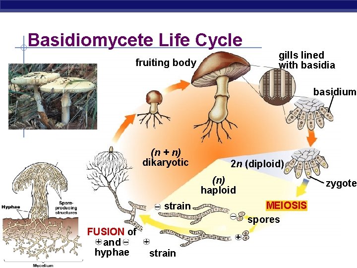 Basidiomycete Life Cycle fruiting body gills lined with basidia basidium (n + n) dikaryotic