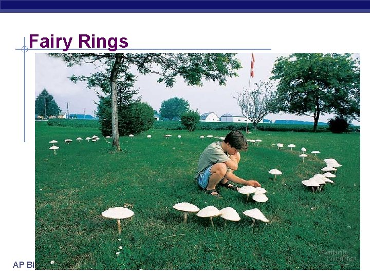 Fairy Rings AP Biology 