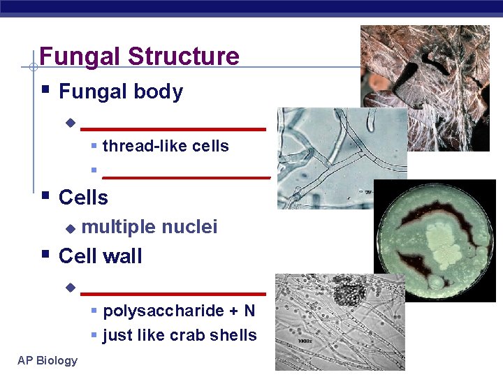 Fungal Structure § Fungal body u _________ § thread-like cells § _________ § Cells