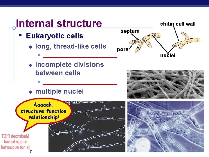 Internal structure chitin cell wall septum § Eukaryotic cells u long, thread-like cells pore