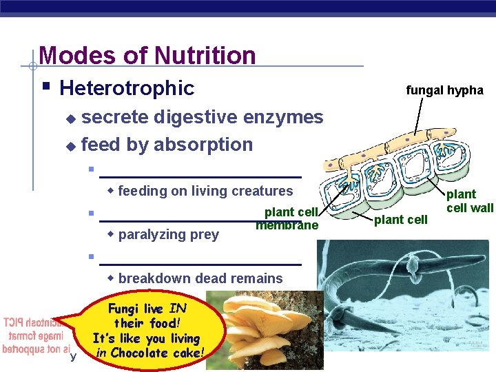 Modes of Nutrition § Heterotrophic fungal hypha secrete digestive enzymes u feed by absorption