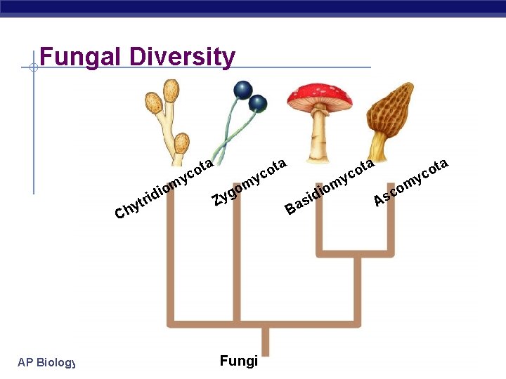 Fungal Diversity y m o idi tr hy C AP Biology ta o c