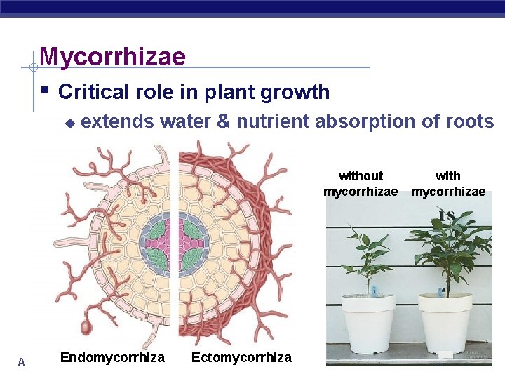 Mycorrhizae § Critical role in plant growth u extends water & nutrient absorption of