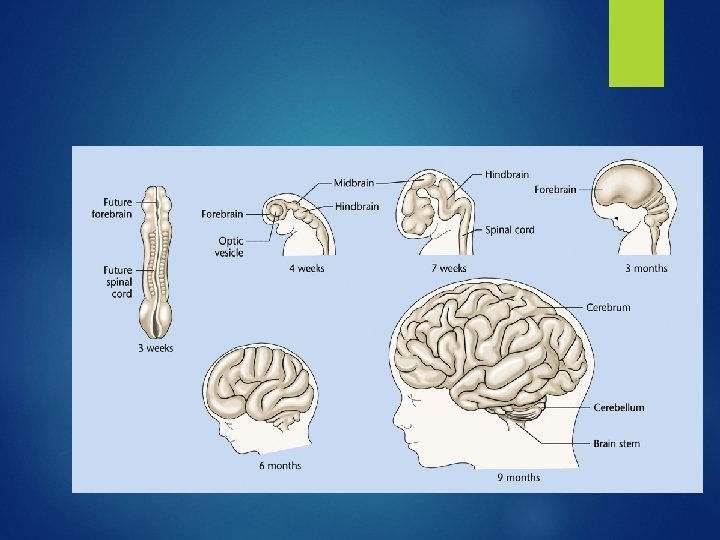 Brain Growth 