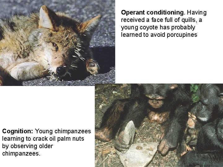 Operant conditioning. Having received a face full of quills, a young coyote has probably