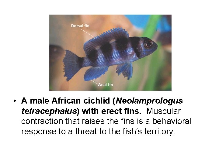  • A male African cichlid (Neolamprologus tetracephalus) with erect fins. Muscular contraction that