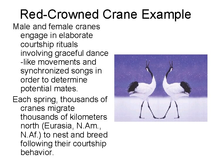 Red-Crowned Crane Example Male and female cranes engage in elaborate courtship rituals involving graceful