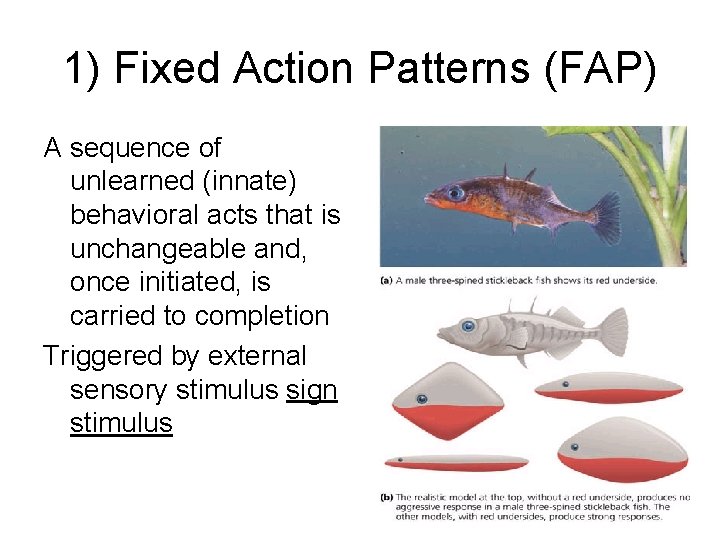 1) Fixed Action Patterns (FAP) A sequence of unlearned (innate) behavioral acts that is