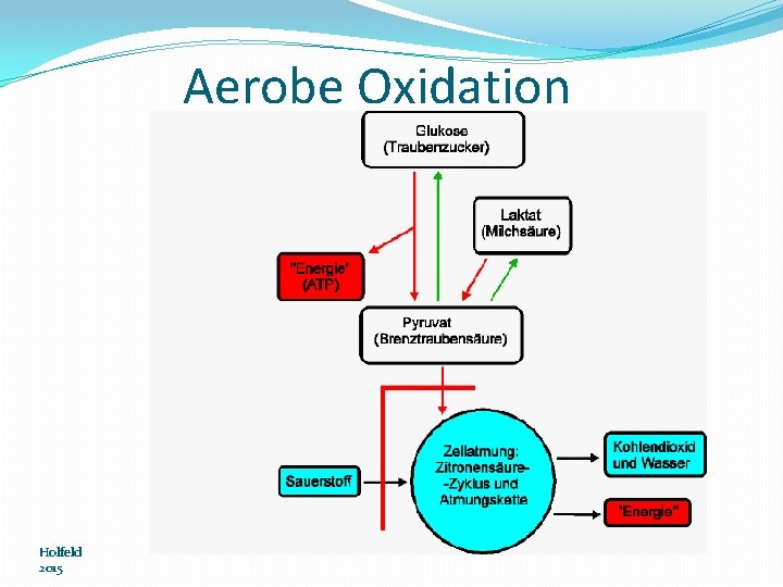 Aerobe Oxidation Holfeld 2015 