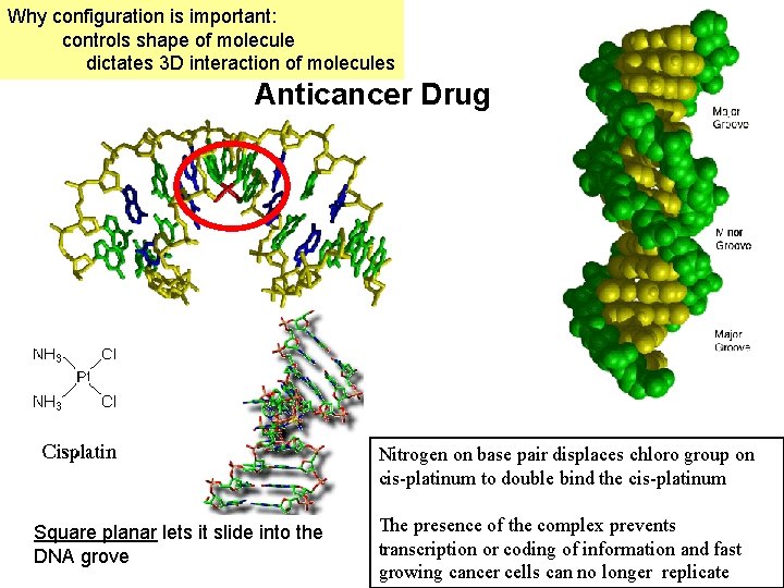 Why configuration is important: controls shape of molecule dictates 3 D interaction of molecules