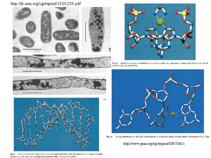http: //jb. asm. org/cgi/reprint/103/1/258. pdf http: //www. pnas. org/cgi/reprint/100/7/3611 