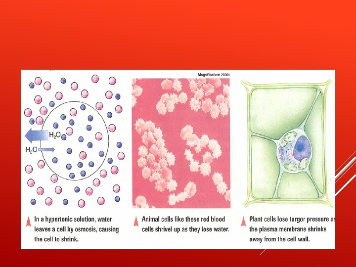 CELLS IN HYPERTONIC SOLUTION 