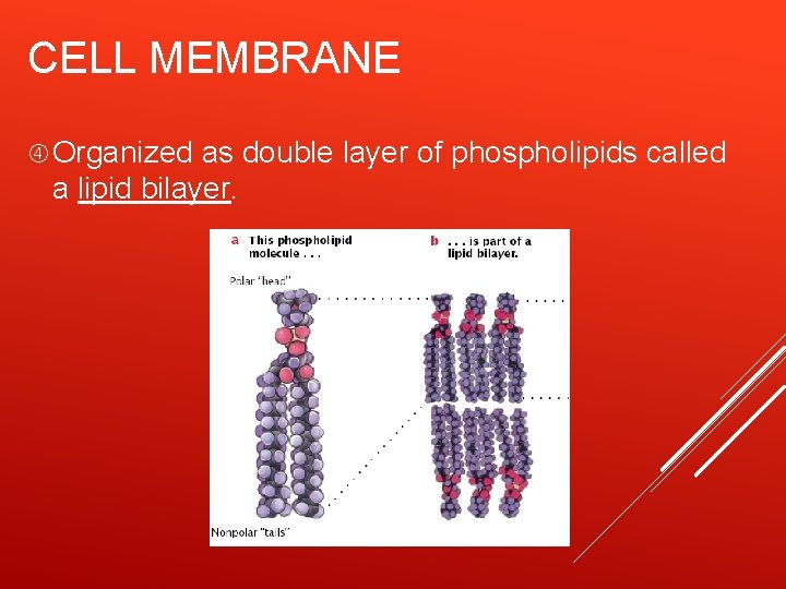 CELL MEMBRANE Organized as double layer of phospholipids called a lipid bilayer. 