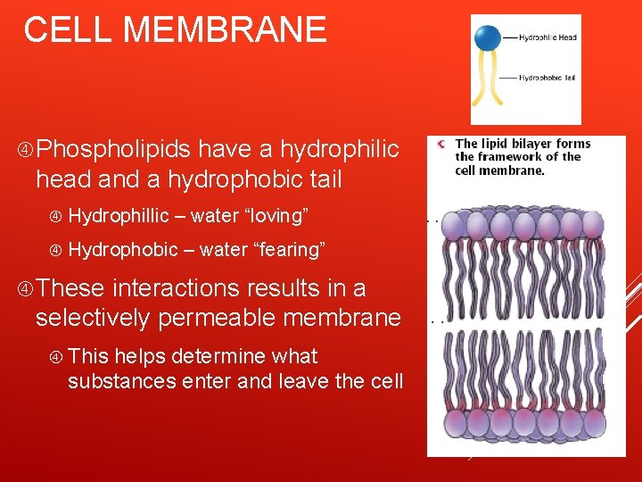 CELL MEMBRANE Phospholipids have a hydrophilic head and a hydrophobic tail Hydrophillic – water