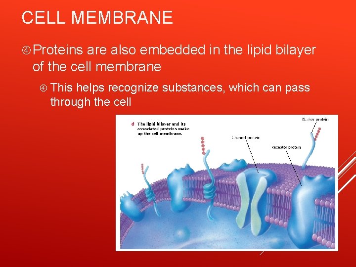 CELL MEMBRANE Proteins are also embedded in the lipid bilayer of the cell membrane