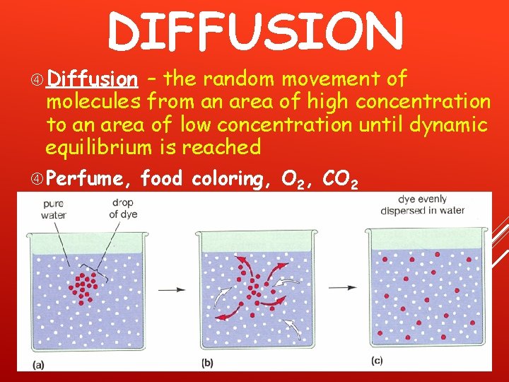 DIFFUSION Diffusion – the random movement of molecules from an area of high concentration