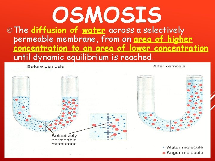  The OSMOSIS diffusion of water across a selectively permeable membrane, from an area