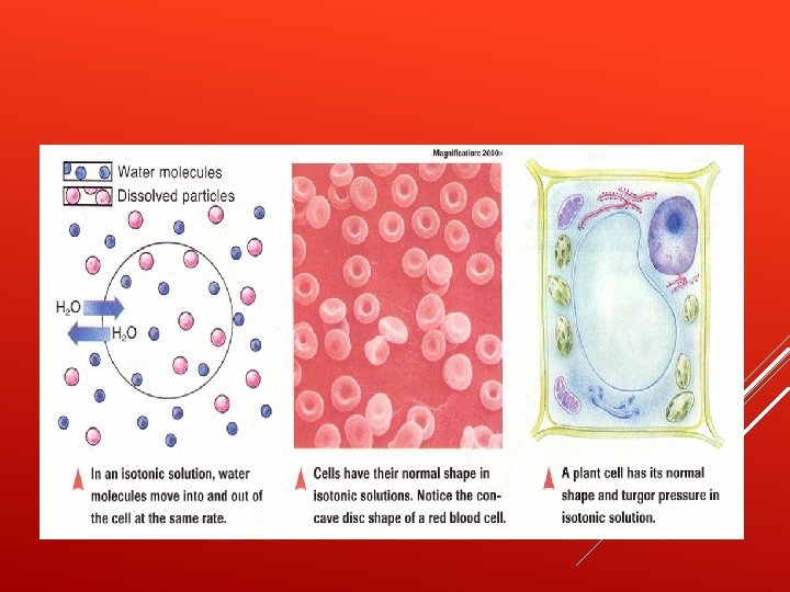 CELLS IN ISOTONIC SOLUTION 