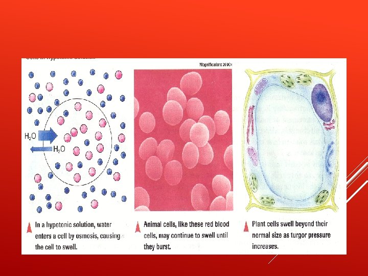 CELLS IN HYPOTONIC SOLUTION 