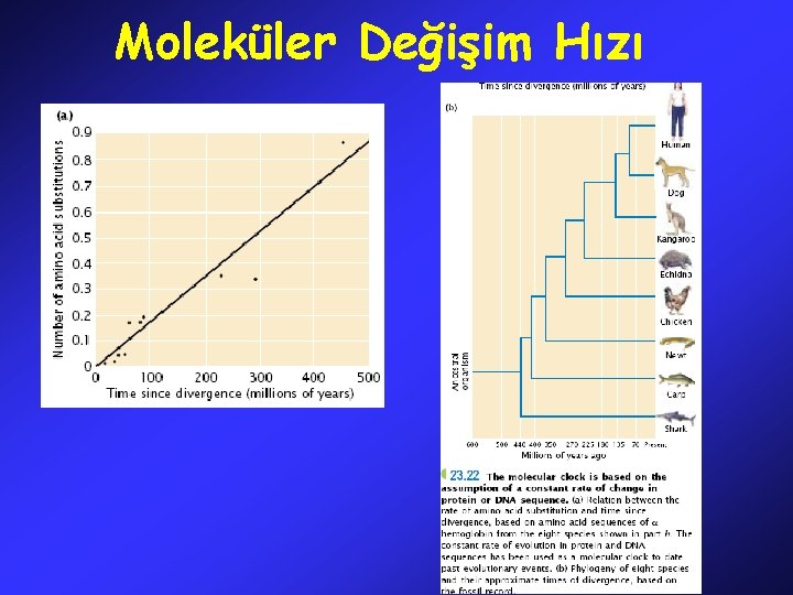 Moleküler Değişim Hızı 