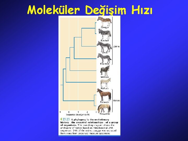 Moleküler Değişim Hızı 