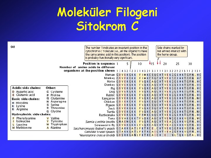 Moleküler Filogeni Sitokrom C 
