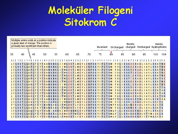 Moleküler Filogeni Sitokrom C 