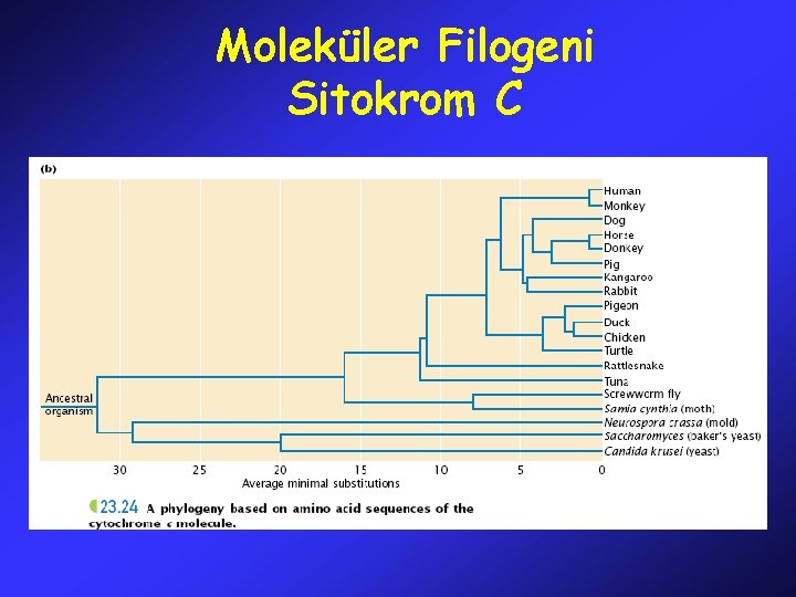 Moleküler Filogeni Sitokrom C 