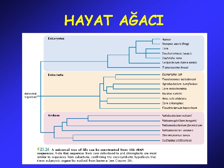HAYAT AĞACI 