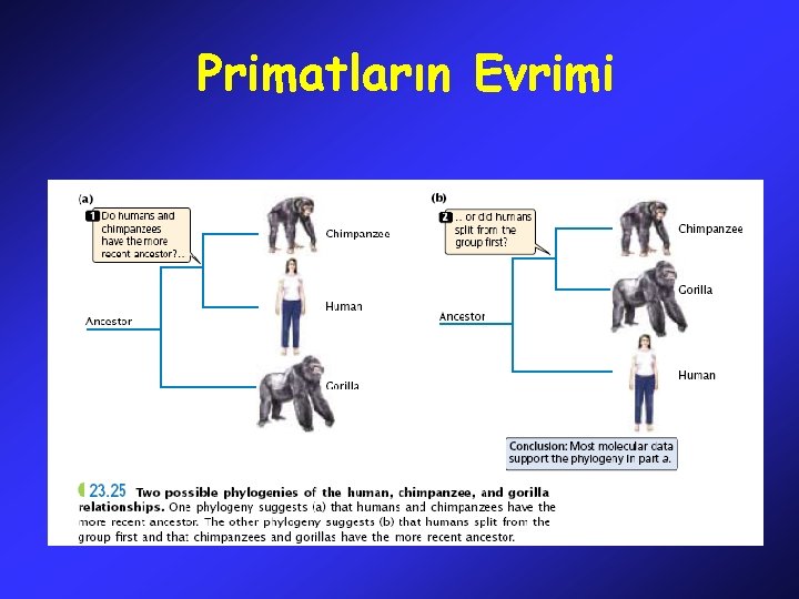 Primatların Evrimi 