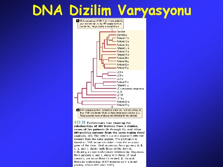 DNA Dizilim Varyasyonu 