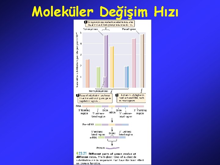 Moleküler Değişim Hızı 