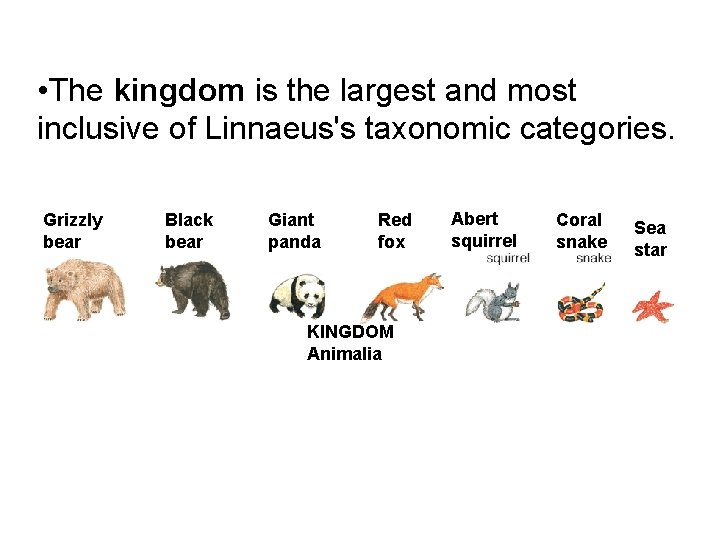  • The kingdom is the largest and most inclusive of Linnaeus's taxonomic categories.