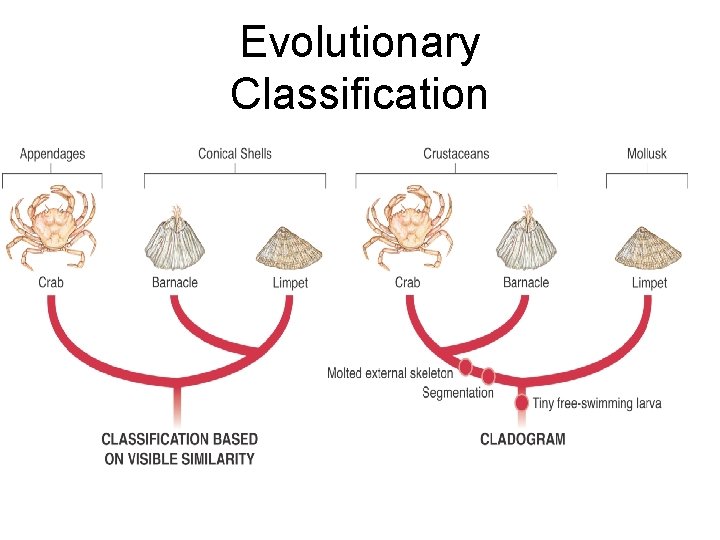 Evolutionary Classification Limpet Crab Barnacle Molted external skeleton Segmentation Limpet Tiny freeswimming larva CLADOGRAM Evolutionary Classification Limpet Crab Barnacle Molted external skeleton Segmentation Limpet Tiny freeswimming larva CLADOGRAM