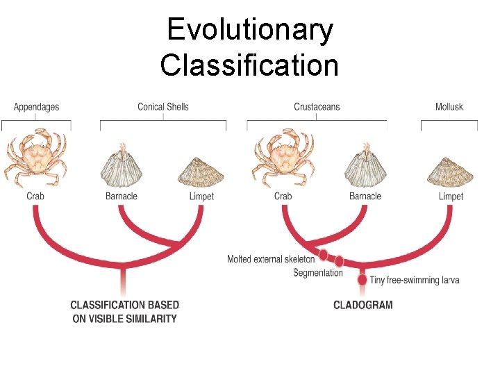 Evolutionary Classification Limpet Crab Barnacle Molted external skeleton Segmentation Limpet Tiny freeswimming larva CLADOGRAM