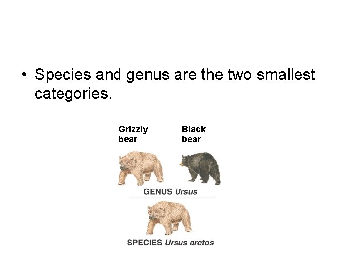  • Species and genus are the two smallest categories. Grizzly bear Black bear