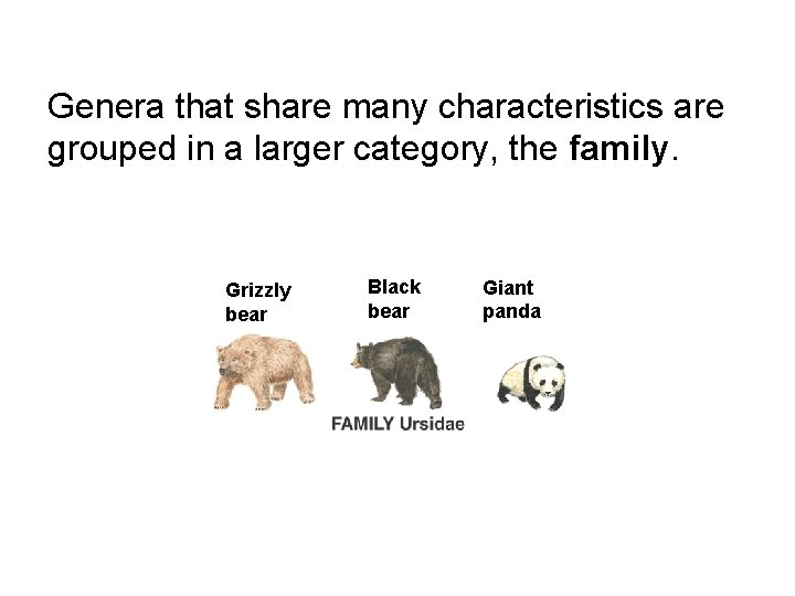 Genera that share many characteristics are grouped in a larger category, the family. Grizzly