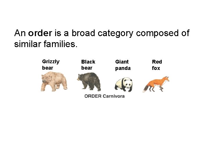 An order is a broad category composed of similar families. Grizzly bear Black bear
