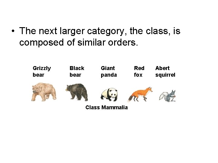 • The next larger category, the class, is composed of similar orders. Grizzly • The next larger category, the class, is composed of similar orders. Grizzly