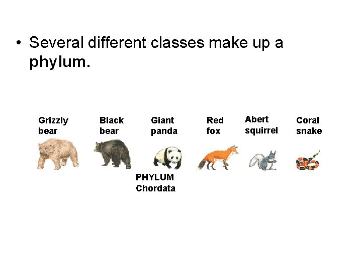  • Several different classes make up a phylum. Grizzly bear Black bear Giant