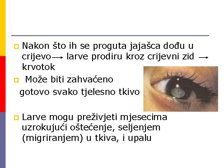 Nakon što ih se proguta jajašca dođu u crijevo larve prodiru kroz crijevni zid