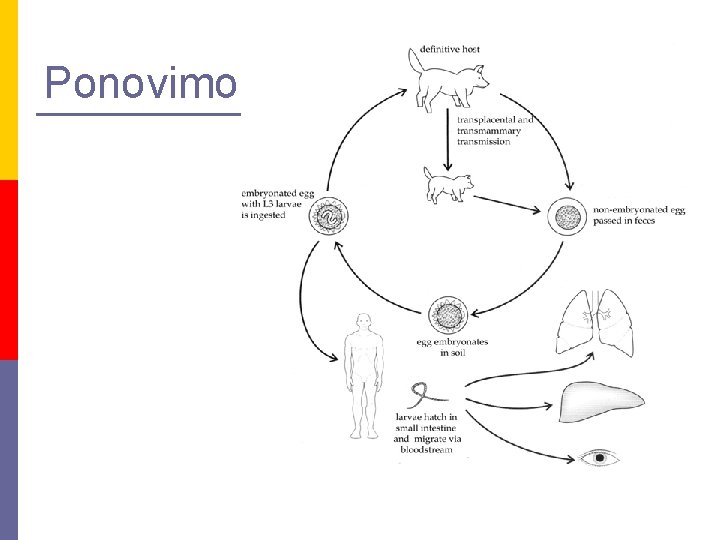 Ponovimo: 