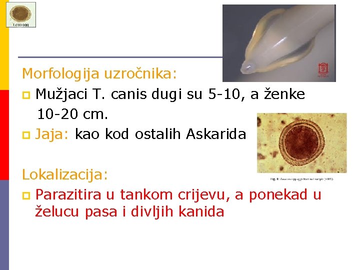 Morfologija uzročnika: p Mužjaci T. canis dugi su 5 -10, a ženke 10 -20