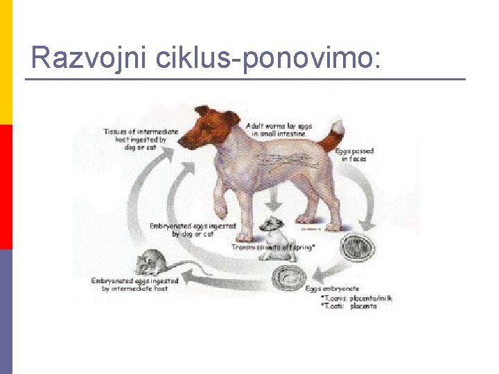 Razvojni ciklus-ponovimo: 