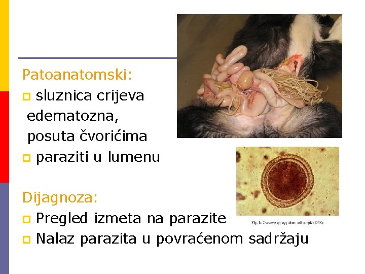 Patoanatomski: p sluznica crijeva edematozna, posuta čvorićima p paraziti u lumenu Dijagnoza: p Pregled