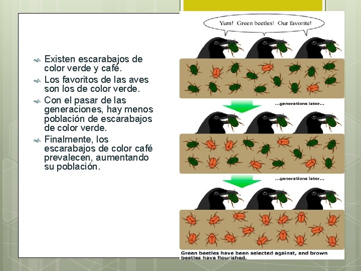 Seleccin natural Objetivo Reconocer y explicar los postulados