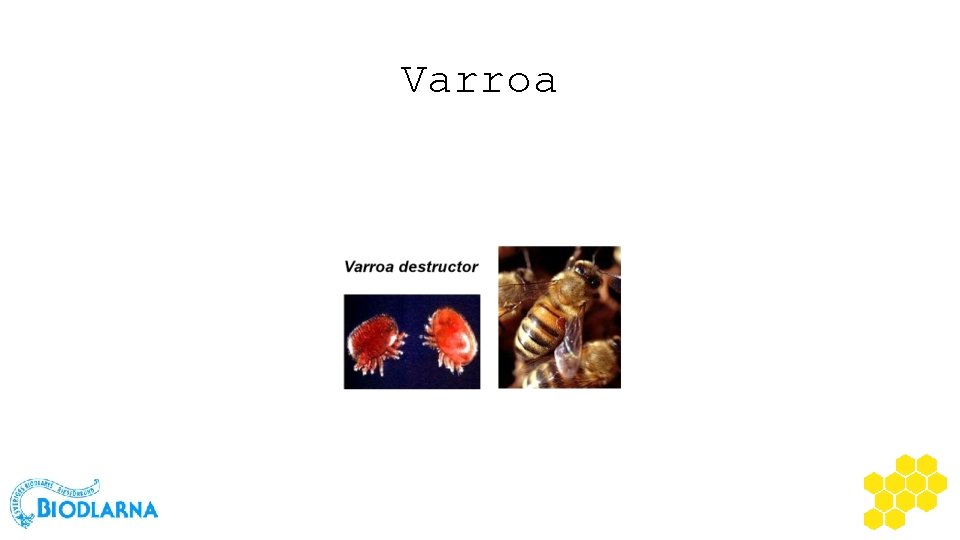 Varroa 