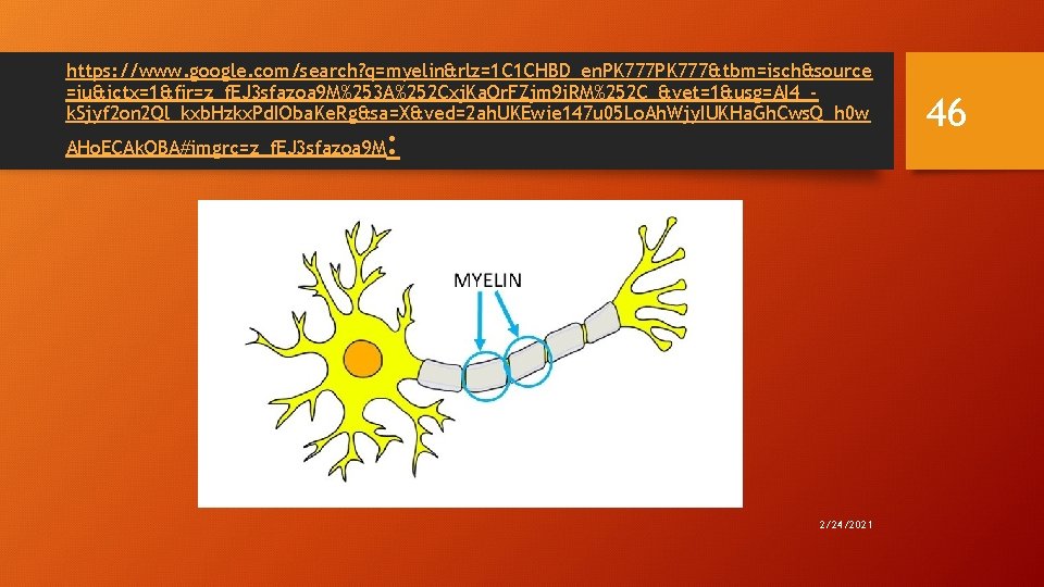 https: //www. google. com/search? q=myelin&rlz=1 C 1 CHBD_en. PK 777&tbm=isch&source =iu&ictx=1&fir=z_f. EJ 3 sfazoa